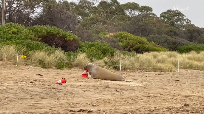 Neil the Seal has reappeared at a popular Eastern Shore beach