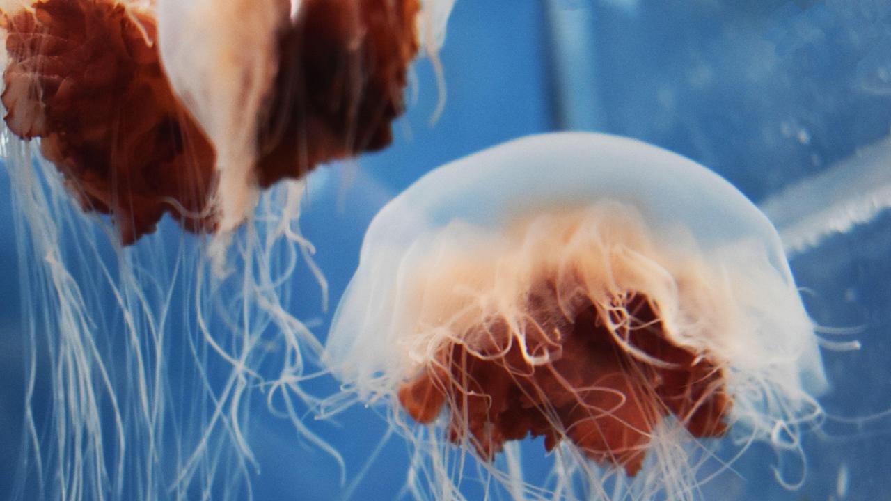Lion's mane jellyfish. Picture: Sea Life