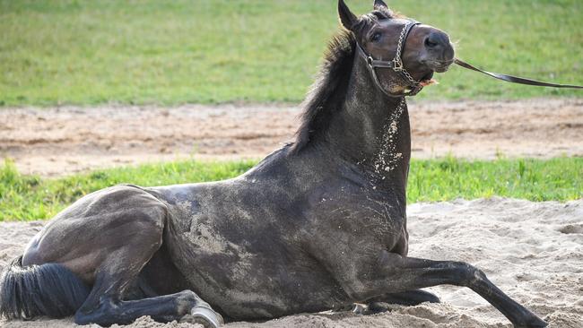 Tiger Moth, one of Aiden O’Brien’s leading Melbourne Cup hopes, has a roll in the sand at Werribee. Picture: Racing Photos via Getty Images