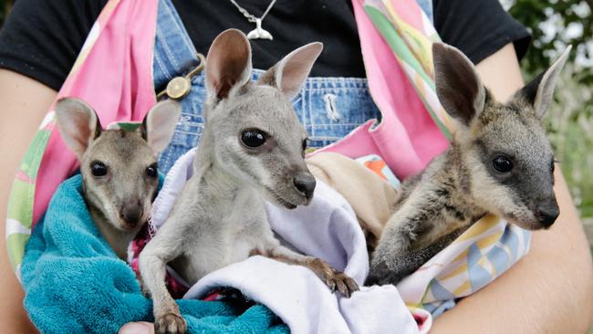 Lolly the Agile Wallaby, Pepper the Whiptail Wallaby and Charlie the Swamp Wallaby, who were rescued in the aftermath of Queensland’s Cyclone Debbie in 2017. Picture: Lachie Millard