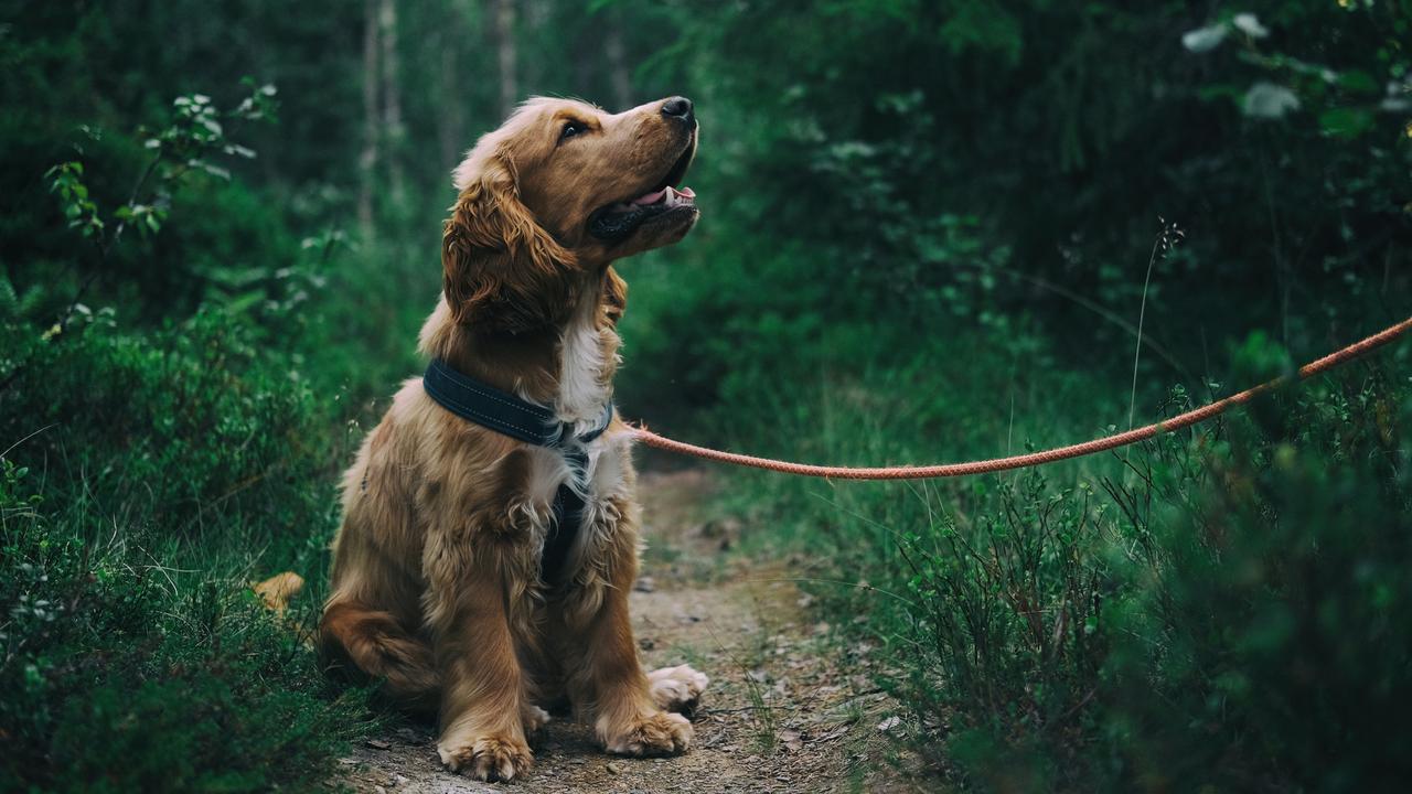 Keep your pups comfortable and safe on your next walk with these top-rated harnesses. Image: Pexels.