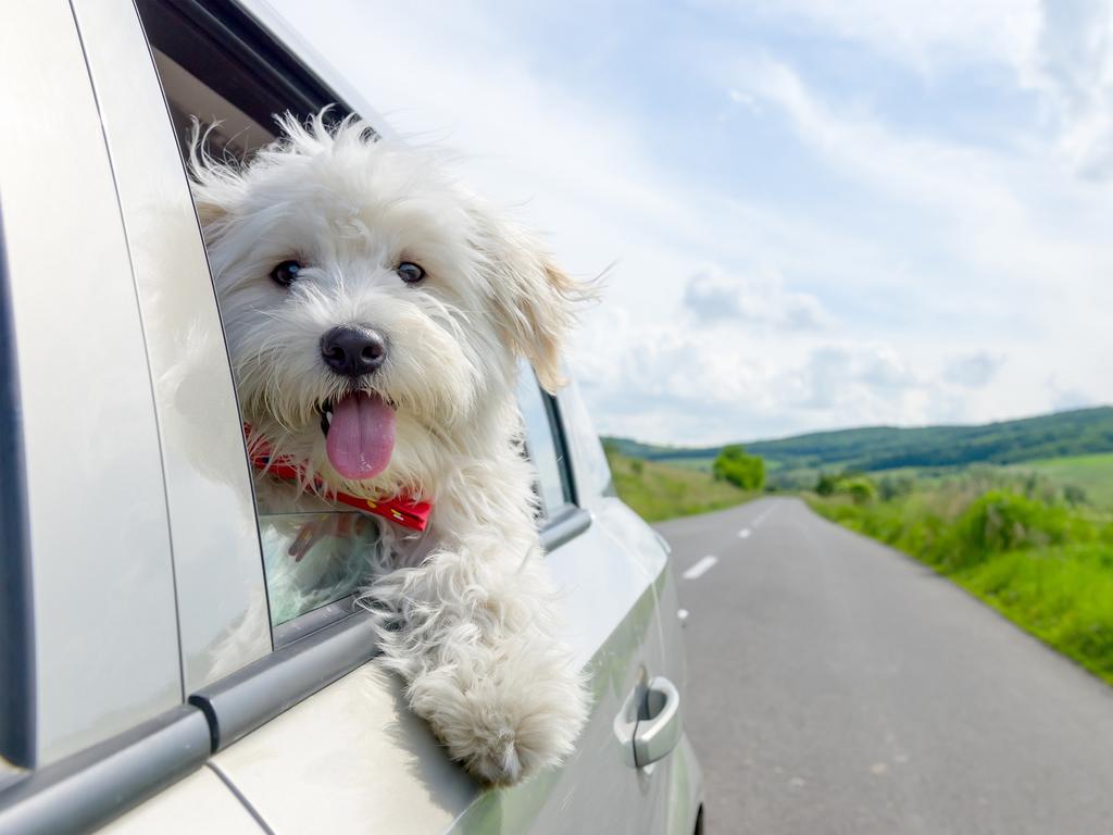 Travelling with dogs: Tips for taking your dog on a plane and road trip ...