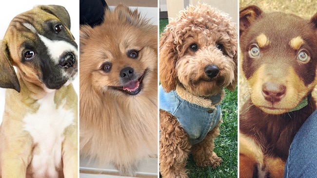 Main Event: Puppy Power vote for SA's cutest dogs