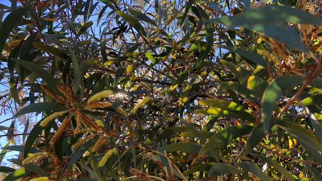 Some of the wattles along the way. Picture: Amanda Robbemond