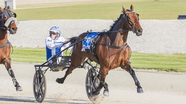 Curly James, with driver David Moran, could target Queensland winter riches this campaign. Picture: Stuart McCormick