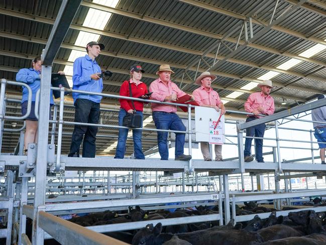 Agents yarded 6137-head of cattle at the CVLX Special Grown Male Sale. Picture: Rachel Simmonds