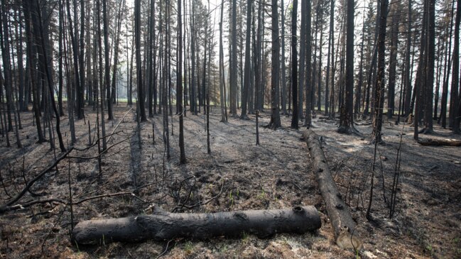 Government warns wildfire risk will pose significant challenge ...