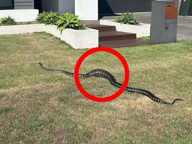 Pet owners in snake-infested areas are being put on notice, after a large python was spotted with an unusually big lump. Picture: Snake Catchers Brisbane & Gold CoastSnake Catchers Brisbane & Gold Coast/Facebook