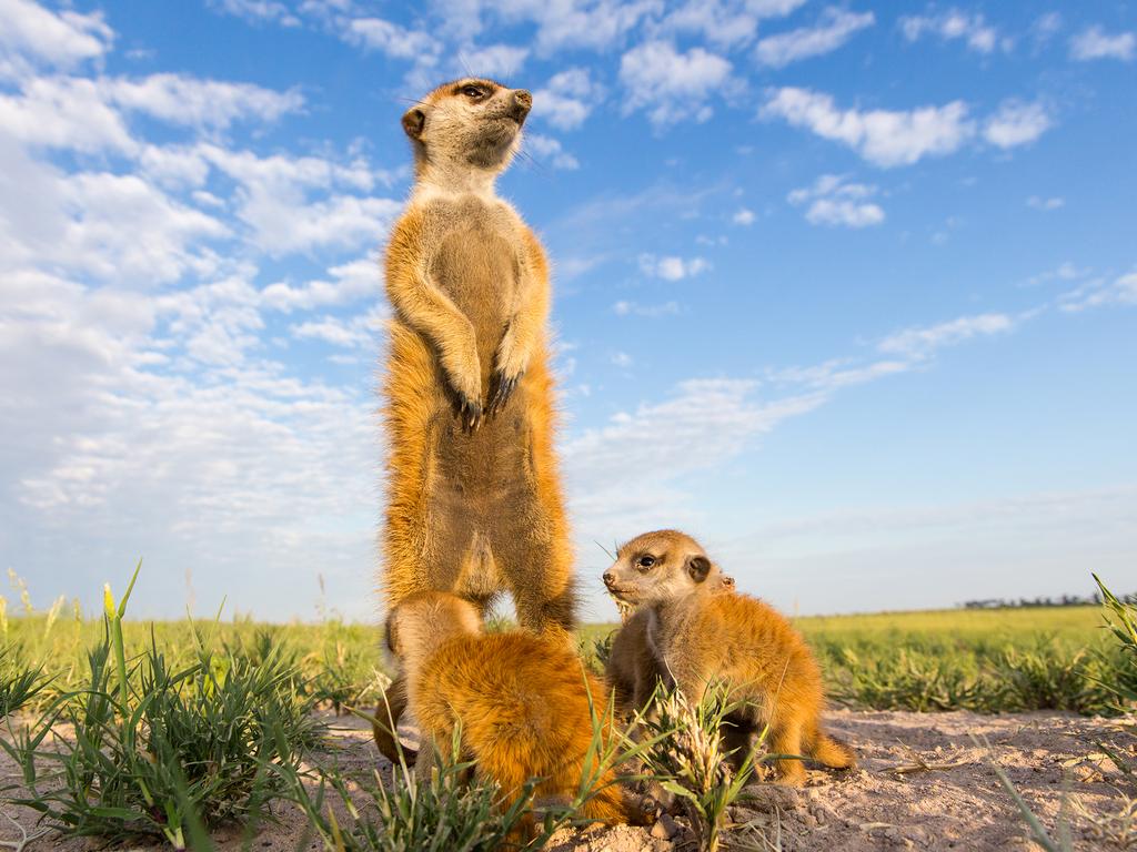 Meerkats, Makgadikgadi Pans, Botswana. Picture: Will Burrard Lucas/topwilldlifesites.com