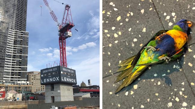 High-rise construction is takings its toll on birds.