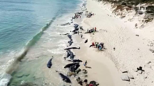 Hamelin Bay mass whale stranding