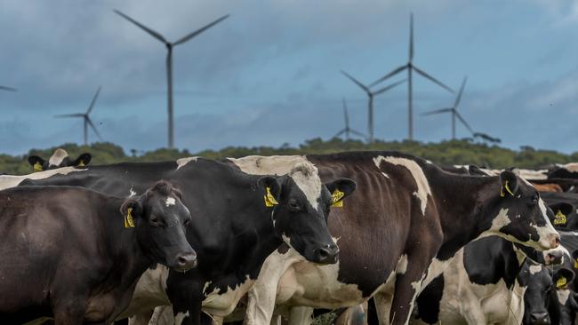 Dairy cows at Woolnorth. January 29 2024 Picture by Phillip Biggs