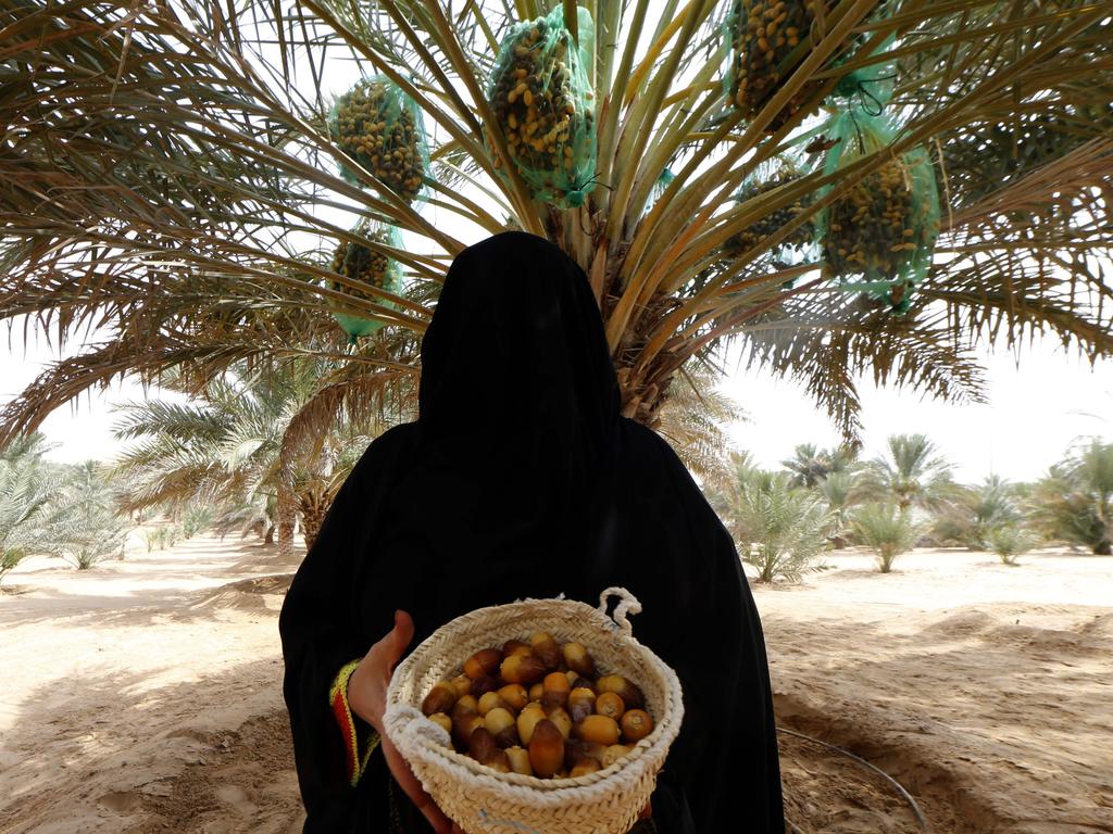 An Emirati woman carries a basket of dates during the annual Liwa Date Festival in the western region of Liwa, south of Abu Dhabi on July 21, 2016. There are five types of dates grown in the UAE which will be displayed over the coming days at the festival with judges checking the quality of the dates and later visiting the date farms before a final winner is chosen. / AFP PHOTO / KARIM SAHIB