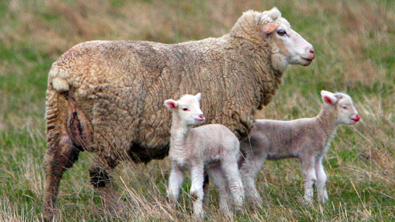 Brand failure: Where’s all the Tassie lamb? | The Mercury