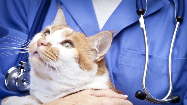 A Monto vet is urging cat owners to be aware of a rise in feline AIDS. Photo/File