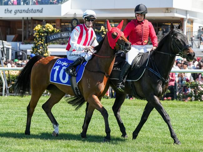 Price Tag on the way to the barriers prior to the running of the Darley Maribyrnong Plate at Flemington Racecourse on November 05, 2024 in Flemington, Australia. (Photo by George Sal/Racing Photos)