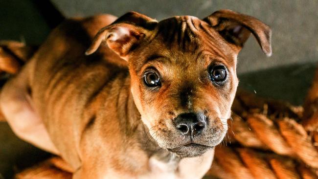 RSPCA Victoria adoption data reveals staffy most popular | Herald Sun