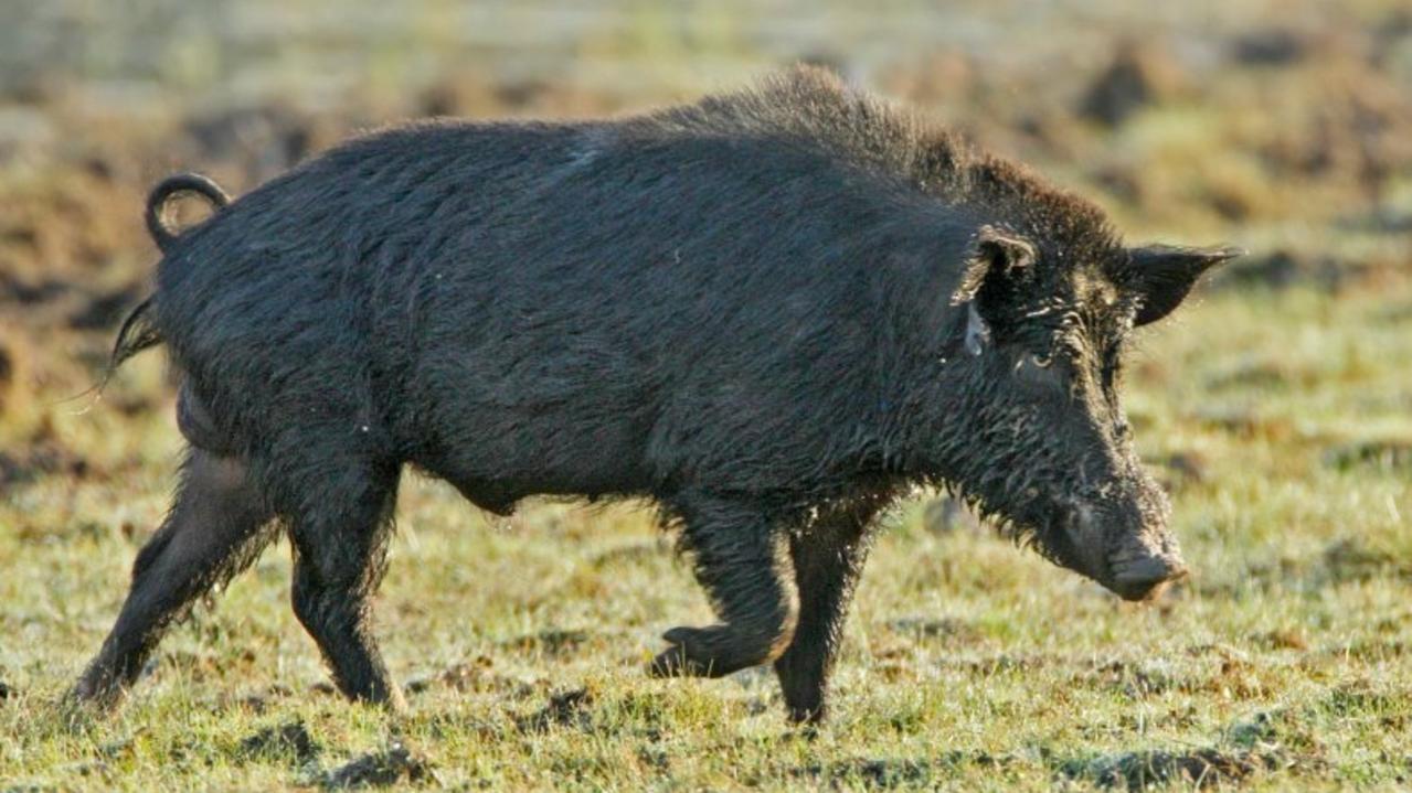 Effective feral-pig management requires all levels of government and industry to unite, says expert John Maher. Picture: Steve Maxwell