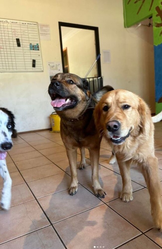 Fun at The Pawfect Place Doggy Day Care and Spa in Logan Village, south of Brisbane. Picture: instagram.com/pawfectplacelv