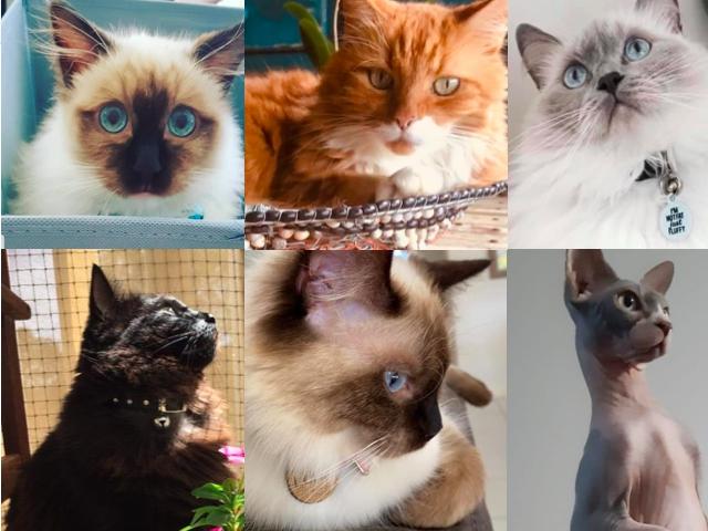 VOTE NOW: Help us choose Gympie's cutest cat!