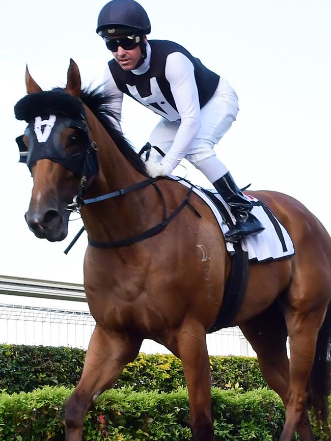 Ryan Maloney has high hopes with Isotope. Picture: Grant Peters/Trackside Photography