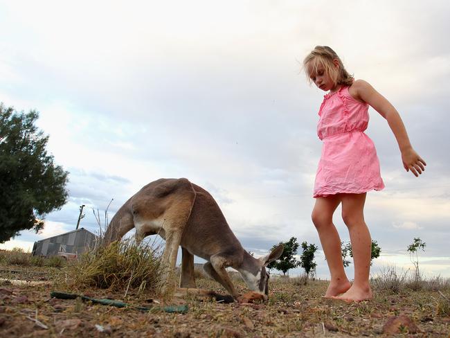 Saxony Walker, 7, feeding a kangaroo fondly named 'Blue Boy' at her family property Rio Station on March 19, 2014 in Longreach. Picture: Lisa Maree Williams