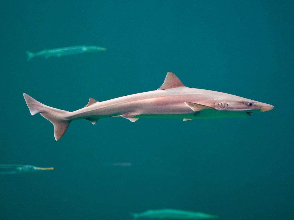 Tope sharks are returning to the Thames. Picture: Alamy