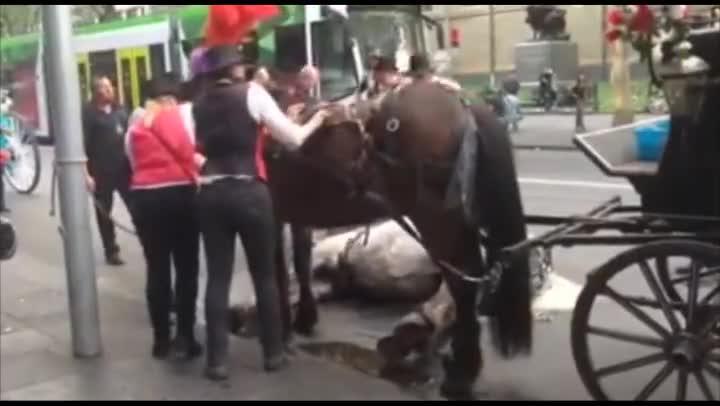 Swanston Street horse collapse