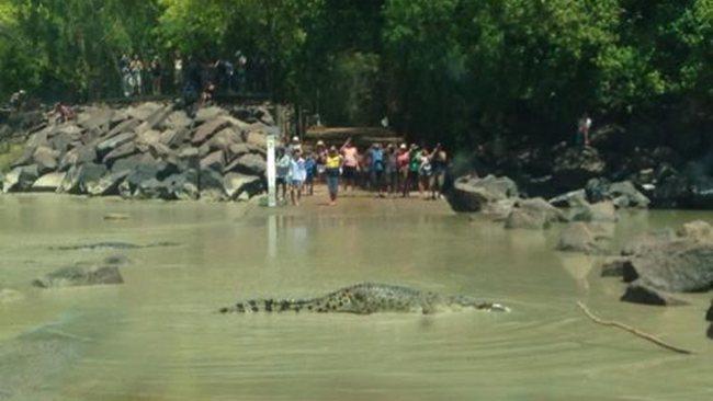 Crocodile cahills crossing on road