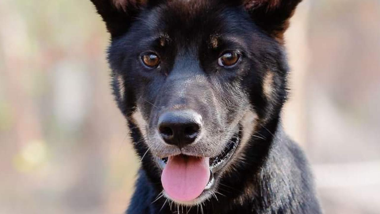 Lost Puppy Found in Australia Is Actually Rare Dingo, DNA Test