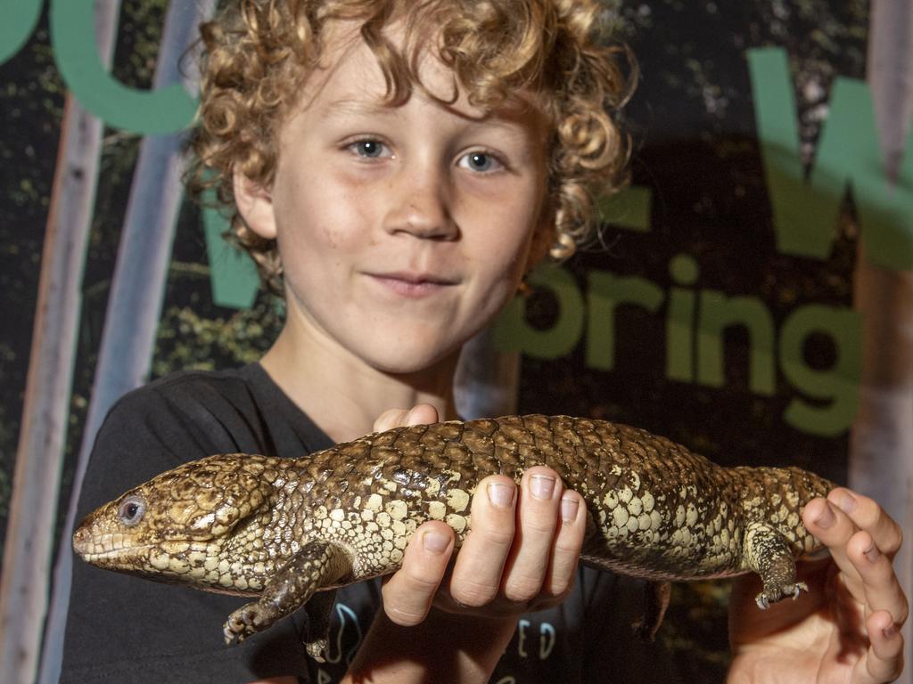 Thomas Saville 7yo with Bobby the shingleback lizard. Cobb+Co Museum Easter school holiday program Wildlife Rangers with Wildcall Wildlife Shows. Monday, April 4, 2022. Picture: Nev Madsen.