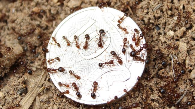 Fire ants are a clear and present danger in Queensland.