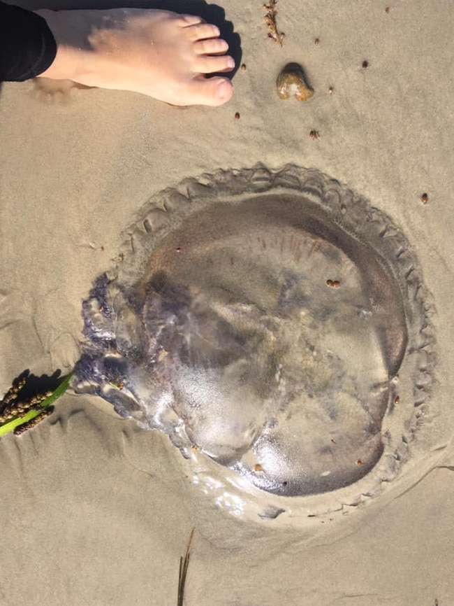 Giant jellyfish have washed up on the beach at Aldinga.