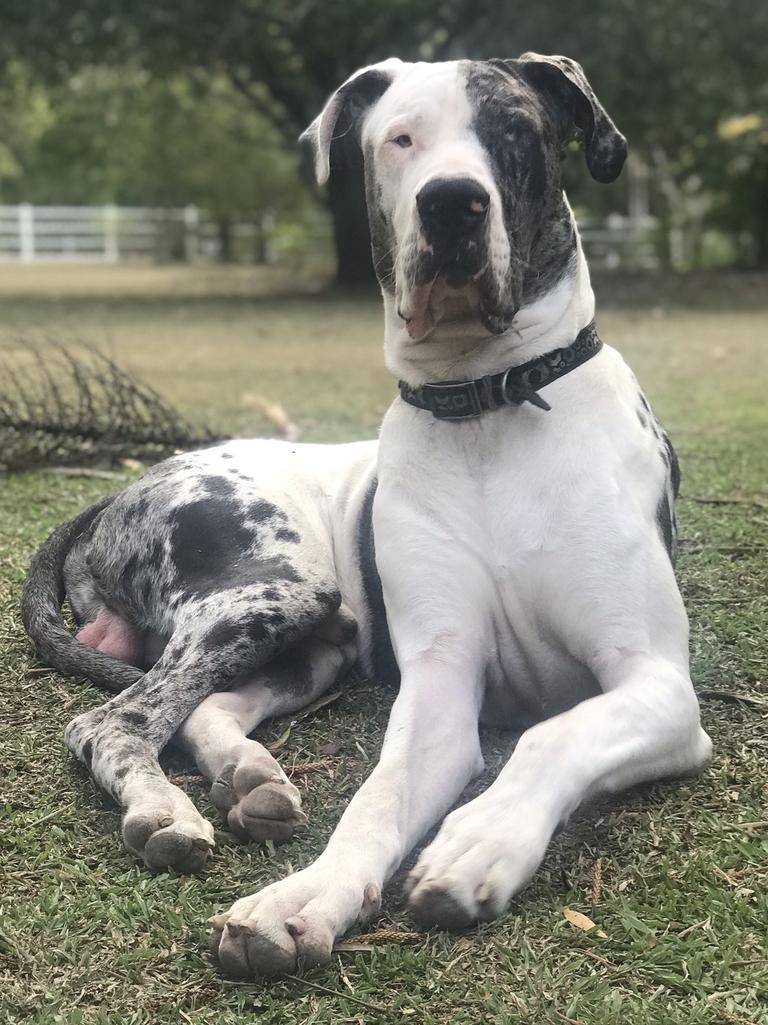 Cutest dogs in Caboolture 2020 | Photos | The Courier Mail