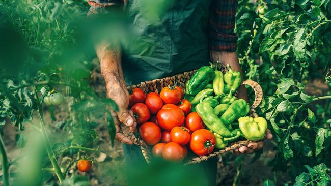 Look for “heirloom” seeds, which are varieties that have stood the test of time and are open-pollinated.