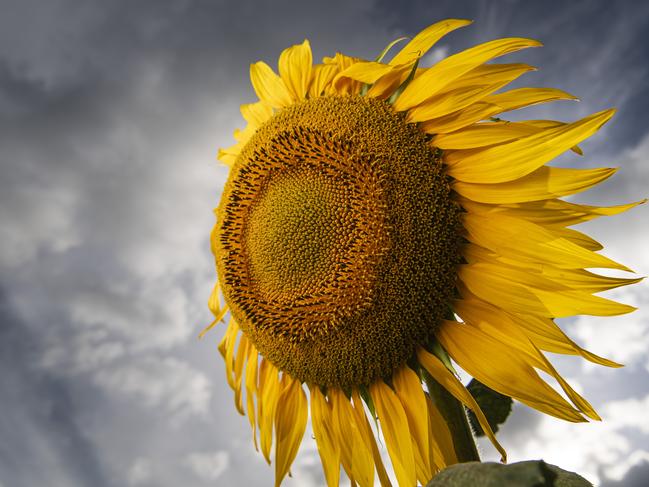 Lilyvale Flower Farm sunflower picking, Saturday, February 1, 2025. Picture: Kevin Farmer