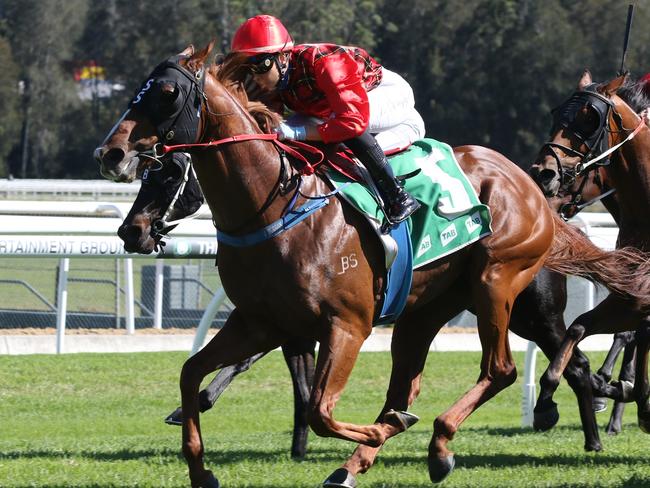 Remlaps Commander will make his presence felt when he heads to Wyong. Picture: Grant Guy