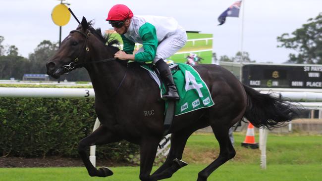 Progressive import Diamil can make the step up to Saturday grade and make it to in-a-row at Randwick on Saturday. Picture: Grant Guy