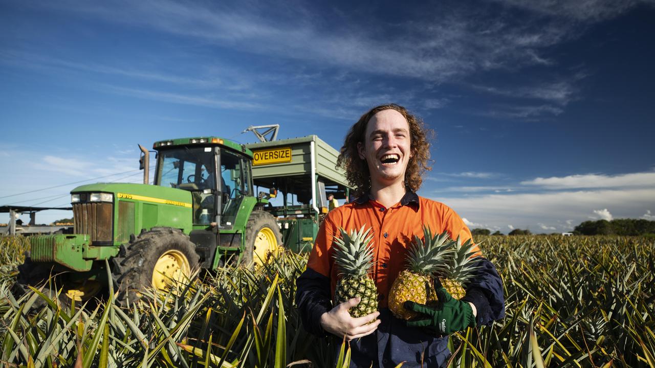 Caboolture local Asha Ryan, 22, has taken up work picking fruit on Fullertons Pineapple Farm at Elimbah. Picture: Lachie Millard