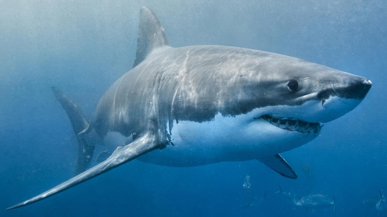 Shark spotted at Chelsea beach after shark sighting at Mornington ...