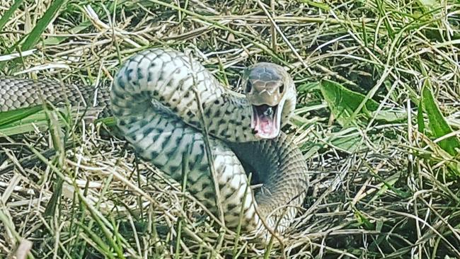 A juvenile Eastern Brown snake sighted in Catherine Fields by Cory Nerewaro, a Campbelltown Snake Catcher.