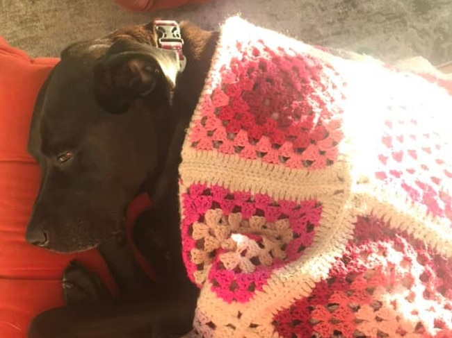 Malu the Labrador/Great Dane cross. Her owners said she died after eating a bait impregnated with rat poison left in, or near, the Hitchcock Dog Park at Careel Bay. Picture: Supplied