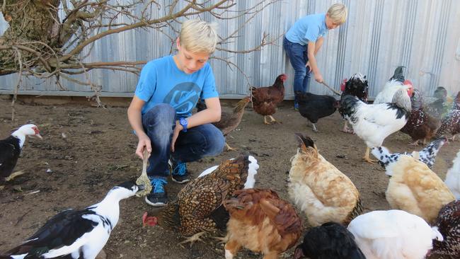 The boys feed the chickens porridge down on Barcoo Farm. Picture: Julie Cross