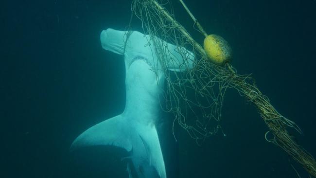 A dead Great Hammerhead shark found caught in a shark net off a beach on the Gold Coast. (AAP Image/Sea Shepherd Australia)