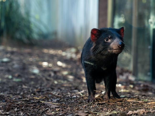 A Tasmanian devil at Wild Life Sydney Zoo. For TasWeekend travel story. Picture: Supplied