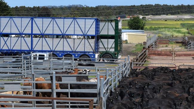 Kerr & Co spring store sale. Hamilton saleyards. Cattle sale. Loading stock. Truck. Generic. PHOTO: JAMIE-LEE OLDFIELD