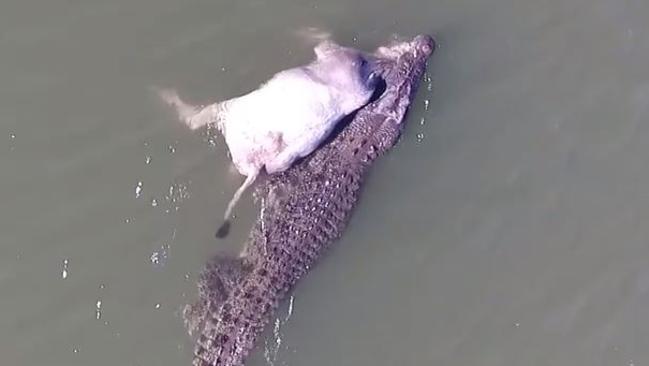 Crocodile with cow in its mouth: Video from WA makes global headlines ...