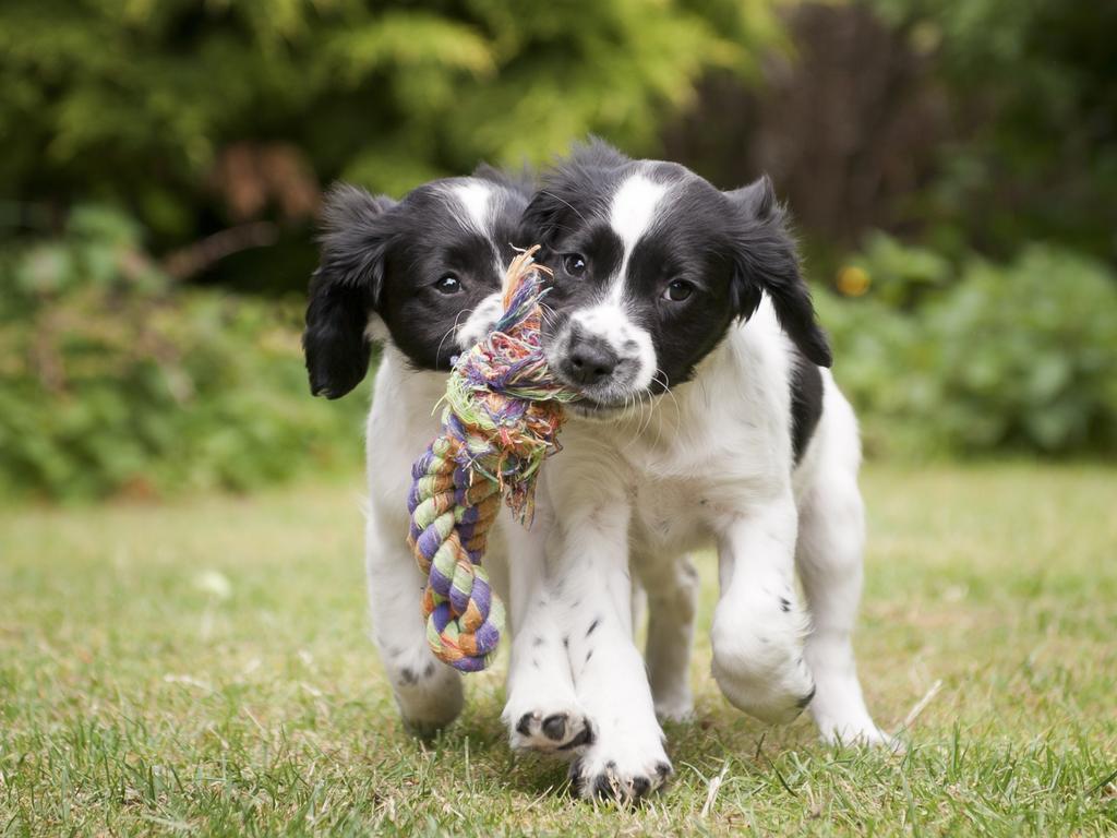 ‘Just like some children’s names, some pet names can divide popular opinion.’ Picture: iStock