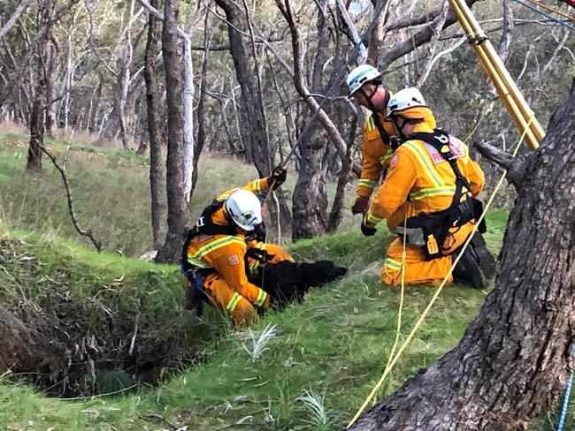 The moment Marah the labrador was lifted to safety