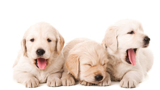 These Golden Retriever sisters are all ears.